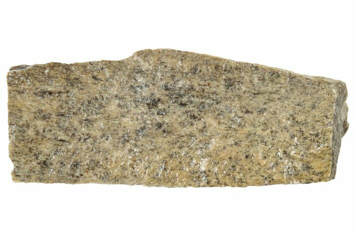 Fossil Tyrannosaur (T rex) Bone Section - Wyoming #314113